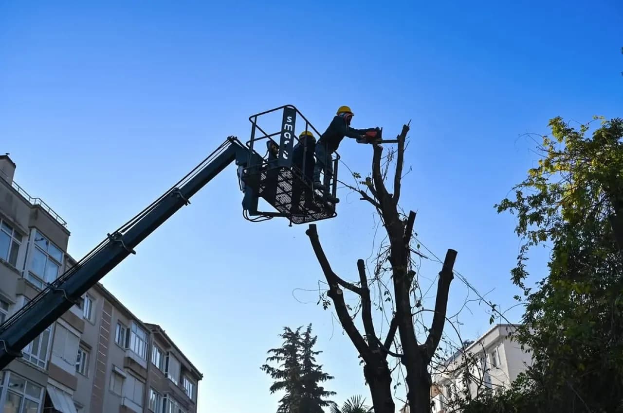 Çatalca'da Kamu Alanlarındaki Ağaçlar için Budama Çalışması Çatalca'da Kamu Alanlarındaki Ağaçlar için Budama Çalışması