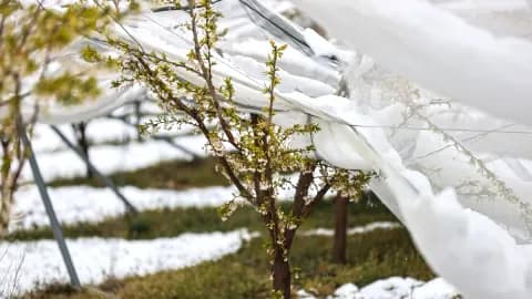 Mayıs'ta Kar Yağışı ve Ardından Gelen Sıcak Dalgası: Türkiye'nin Hava Durumu Tahmini