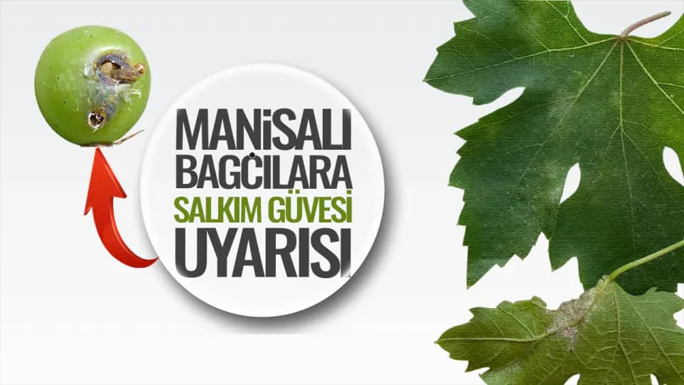 Sarıgöl'deki Bağ Üreticileri Dikkat: Kritik İlaçlama Tarihleri Açıklandı görseli
