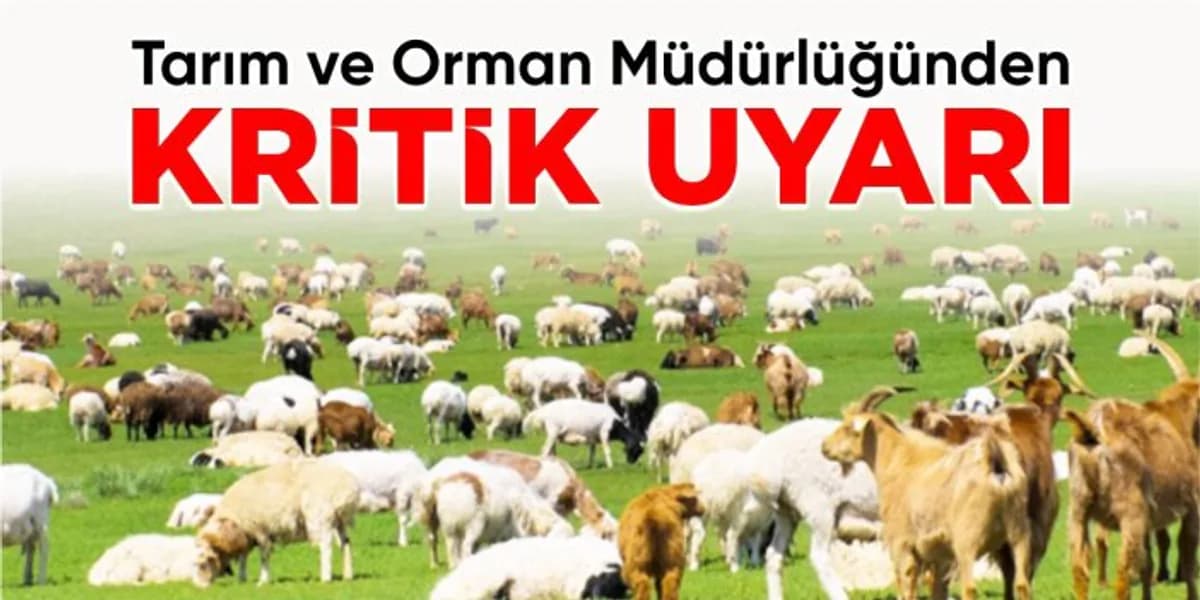 Bilecik'te Küçükbaş Hayvancılık Destekleri İçin Kritik Uyarı: Hak Kaybı Yaşanmasın Bilecik'te Küçükbaş Hayvancılık Destekleri İçin Kritik Uyarı: Hak Kaybı Yaşanmasın