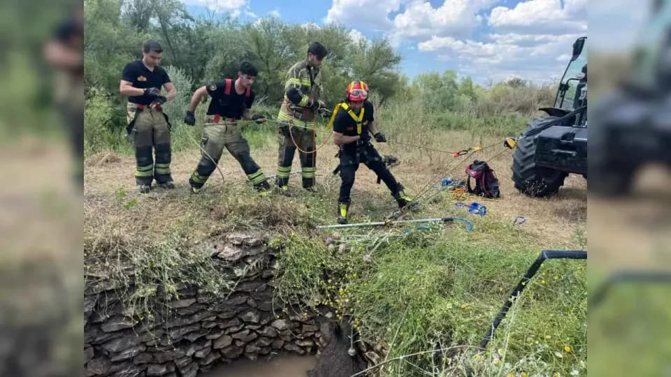 Diyarbakır Sur'da İtfaiye Müdahalesi: Su Kuyusuna Düşen Yaban Domuzu Kurtarıldı görseli