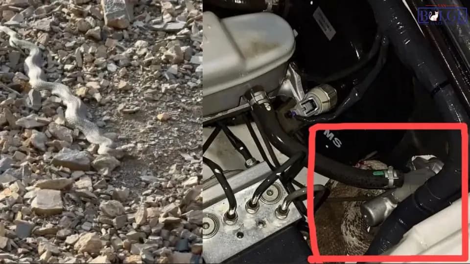 Hakkâri'de Servis Aracının Motoruna Yılan Girdi: Operasyonla Tahliye Edildi görseli