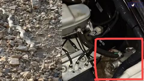 Hakkâri'de Servis Aracının Motoruna Yılan Girdi: Operasyonla Tahliye Edildi
