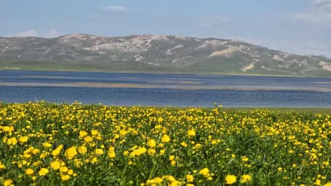 Van'da Urartu Mirası Keşiş Gölü, Haziran Ayında Sarı Çiçeklerle Göz Kamaştırıyor