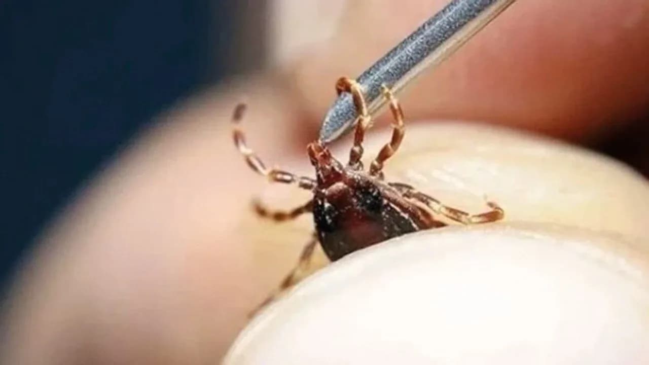 Kene Isırığında Kolonya ve Alkol Kullanmayın: Uzmanından Hayati Uyarı