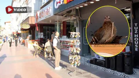 Çankırı'da Sıra Dışı Yuva: İş Yeri Tabelasına Yerleşen Kumrular İlgi Odağı Oldu