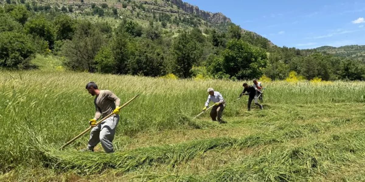Hakkari Derecik'te Kış Hazırlıkları Başladı: Koçyiğit Köyü'nde Ot Hasadı Heyecanı