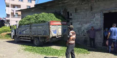 Rize Kalkandere'de ÇAYKUR İşe Alımları Tartışma Yarattı: Yabancı İşçi İddiası