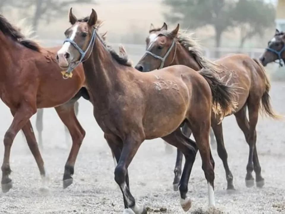 TİGEM'den Dev Satış: 60 Safkan Arap Koşu Tayı Açık Artırmayla Satılıyor görseli