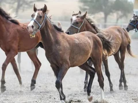 TİGEM'den Dev Satış: 60 Safkan Arap Koşu Tayı Açık Artırmayla Satılıyor
