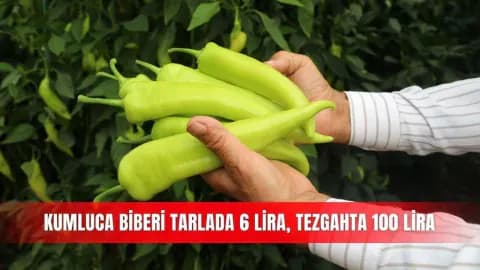 Sera ile Market Arasındaki Uçurum: Kumluca'da Biber Fiyatları Neden Katlanıyor?