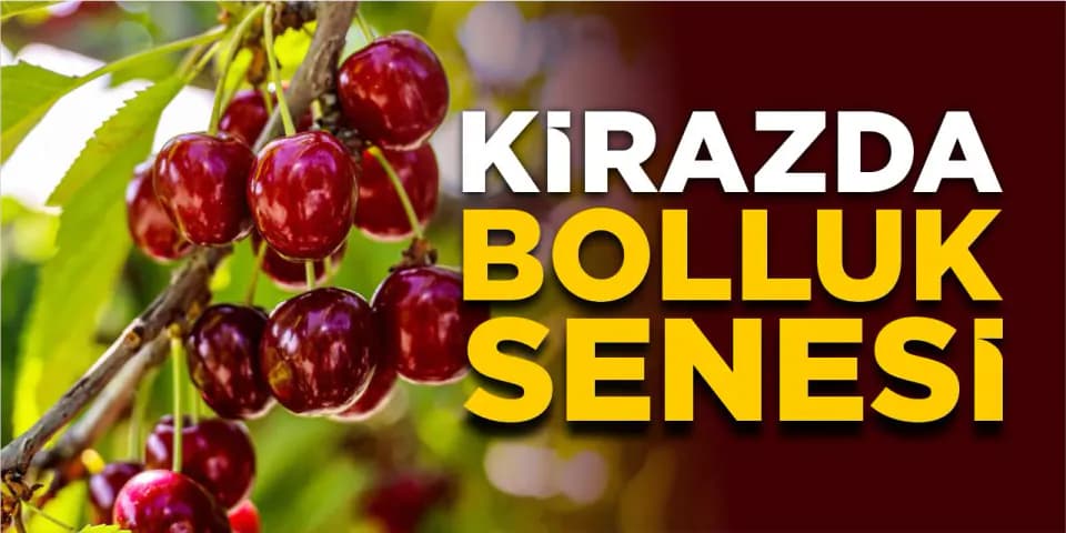 Bilecik'te Kiraz Üreticisine Müjde: Don ve Kuraklık Sonrası Rekoltede Büyük Artış görseli