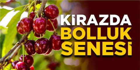 Bilecik'te Kiraz Üreticisine Müjde: Don ve Kuraklık Sonrası Rekoltede Büyük Artış