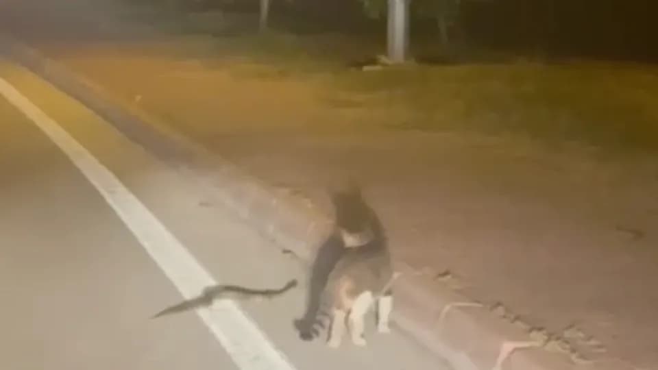 Kampüste Sıra Dışı Karşılaşma: Meraklı Kedi Yılanı Adım Adım Takip Etti görseli