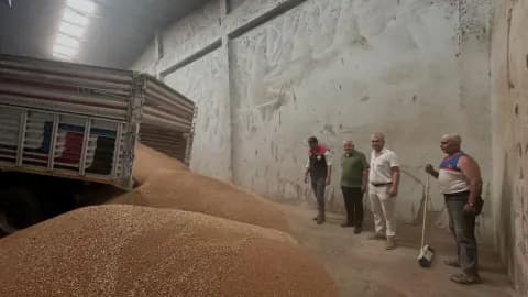 Koçarlı'da Hububat Hasadı Başladı: TMO İlk Alımları Gerçekleştirdi