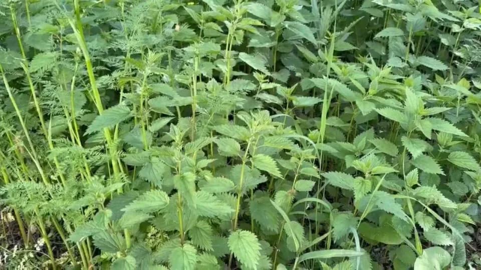 Ağrı'da Geleneksel Şifa Mesaisi: Yazılı Köyü'nde Isırgan Otu Hasadı görseli