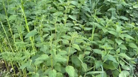 Ağrı'da Geleneksel Şifa Mesaisi: Yazılı Köyü'nde Isırgan Otu Hasadı