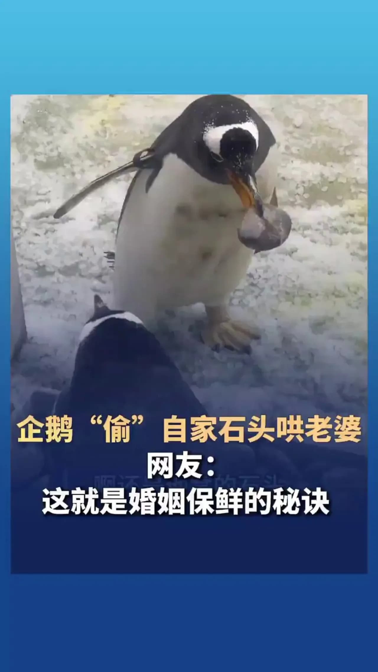 Penguen Çiftlerinin Evlilik Sırrı: Dişiyi Mutlu Etmek İçin Taş Hırsızlığı Penguen Çiftlerinin Evlilik Sırrı: Dişiyi Mutlu Etmek İçin Taş Hırsızlığı