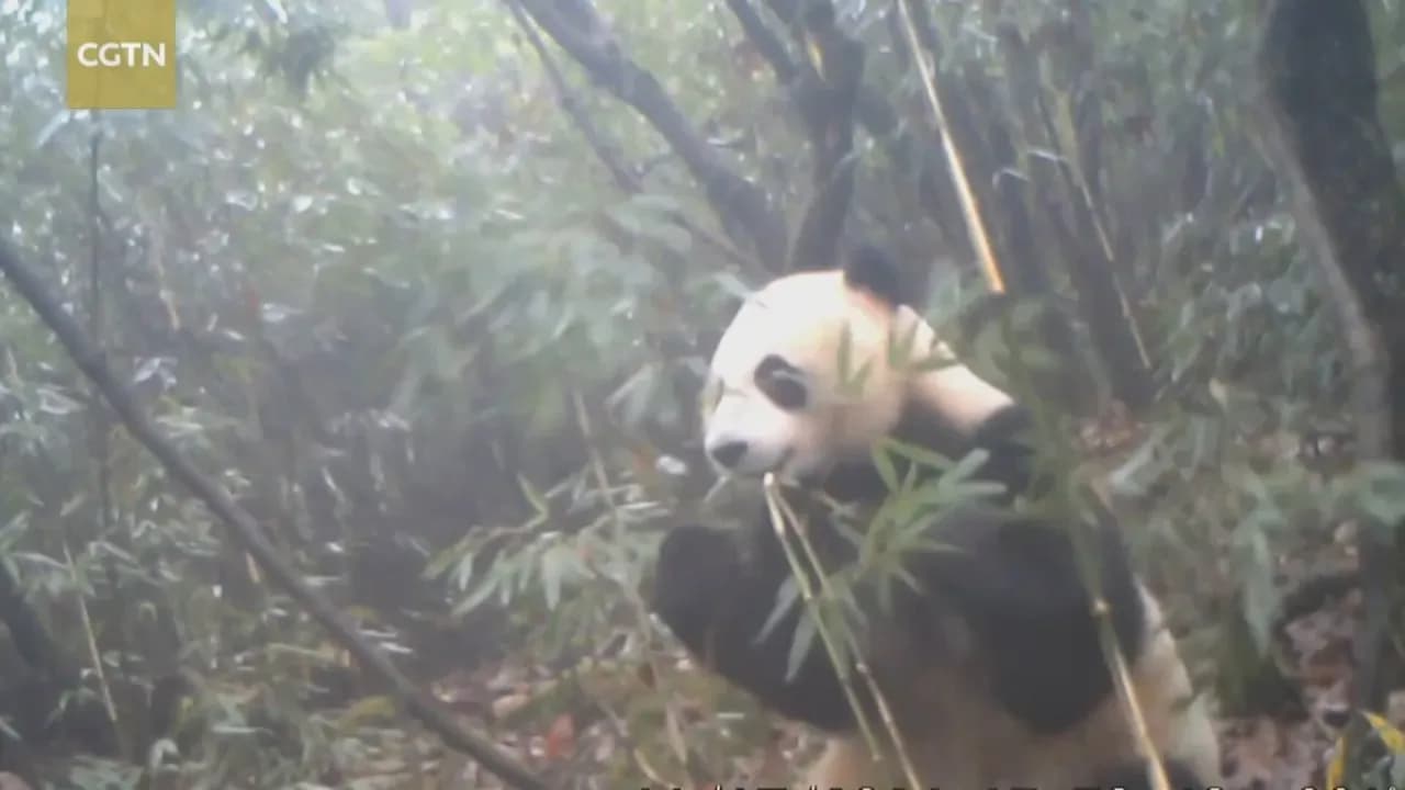 Kızılötesi Kameralar, Panda Milli Parkı'ndaki Gizli Yaşamı Ortaya Çıkardı Kızılötesi Kameralar, Panda Milli Parkı'ndaki Gizli Yaşamı Ortaya Çıkardı