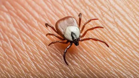 Malatya ve Çevresinde Kene Alarmı: KKKA Riskine Karşı Hayat Kurtaran Önlemler