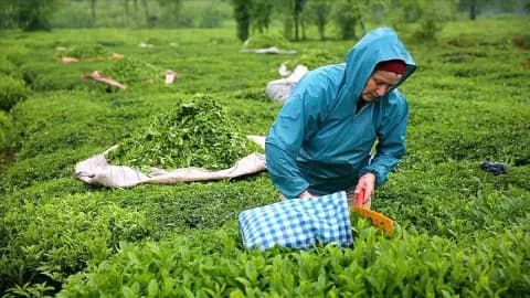 Çay Fiyatında Artış Beklentisi: Kuru ve Yaş Çay Aynı Dönemde Açıklansın