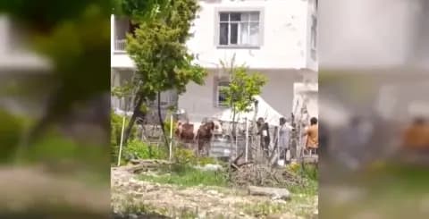 Adıyaman'da Kaçan Kurbanlık Hayvan Sakinleştirici İğne ile Kontrol Altına Alındı