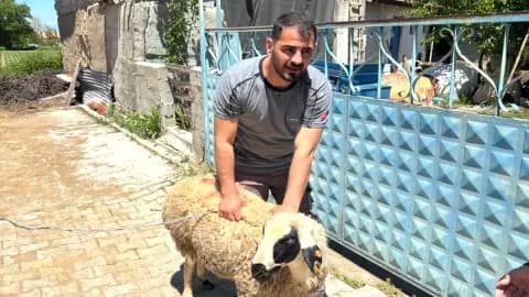 Şırnak'ta Kaçan Kurbanlık Koyun Vatandaşların Yardımıyla Yakalandı