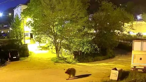 Gümüşhane'de Şehir Merkezinde Yiyecek Arayan Ayı Kamerada