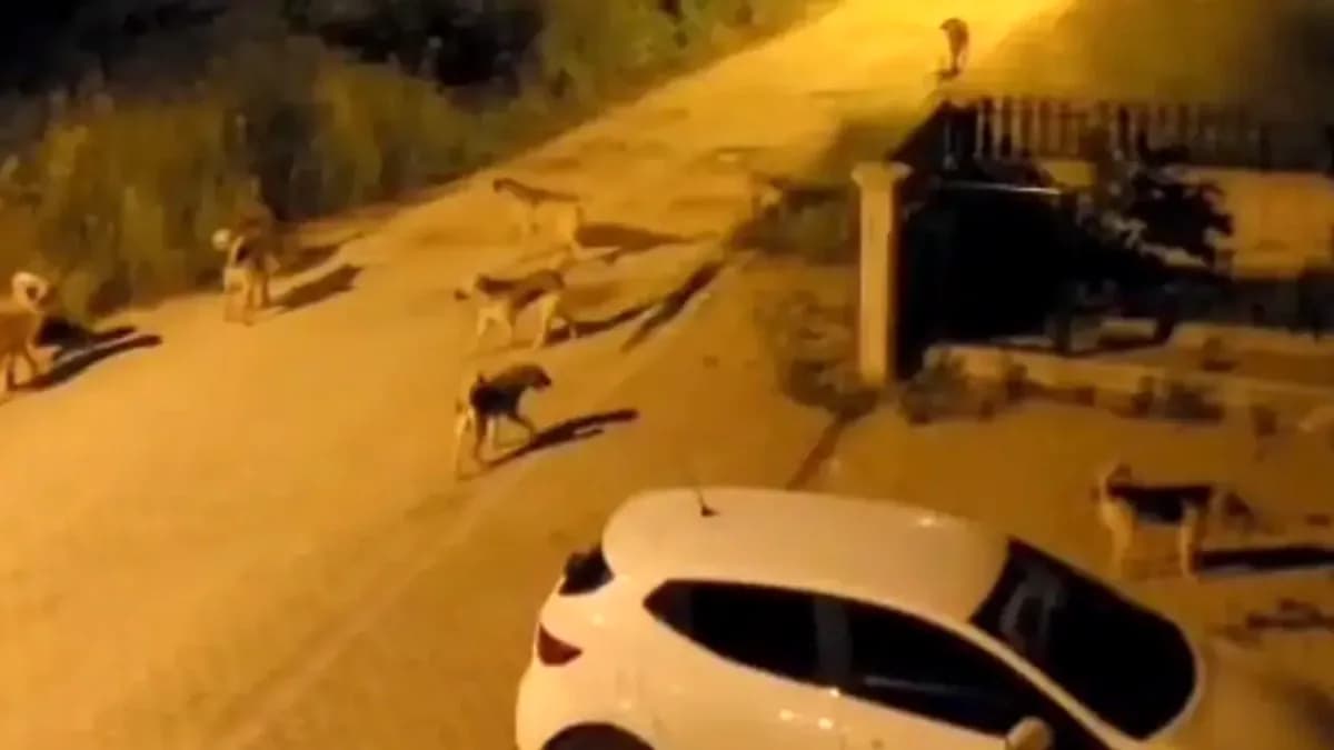 Bolu'da Sokak Köpekleri Mahalleyi İstila Etti: 15 Kişilik Sürü Tehlike Saçıyor