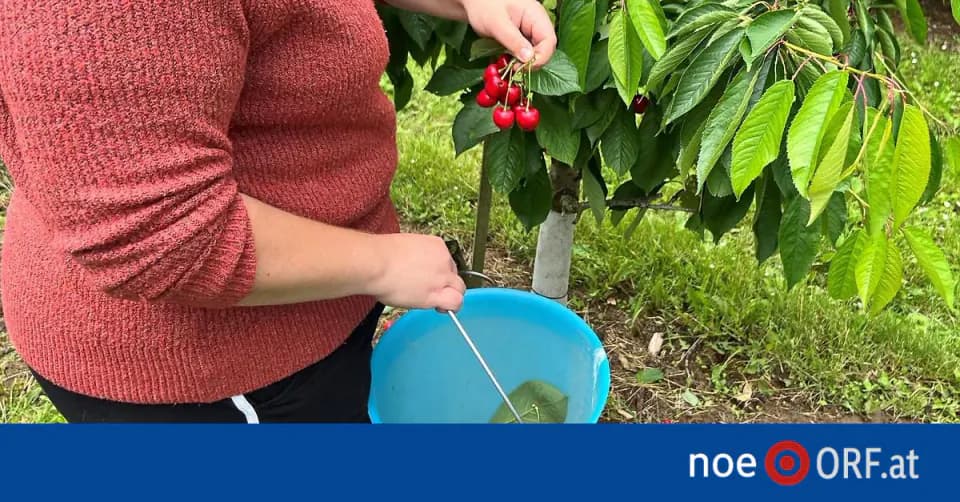 Yol Kenarındaki Meyveyi Toplamanın Bedeli: 1.500 Euro Ceza görseli