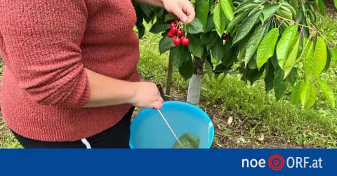 Yol Kenarındaki Meyveyi Toplamanın Bedeli: 1.500 Euro Ceza
