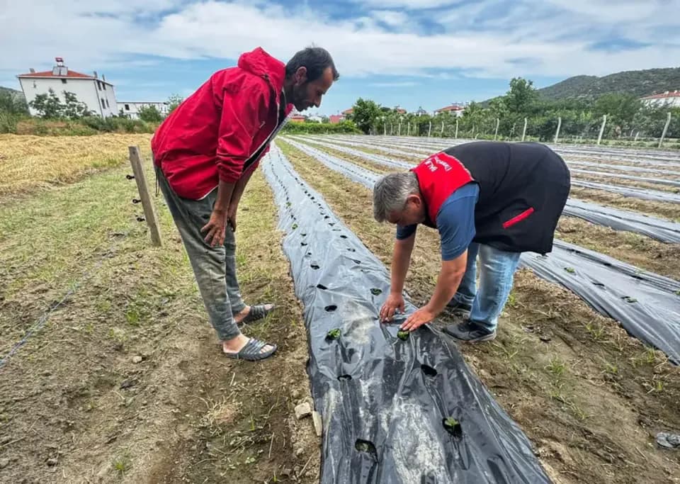 Erdek'te Tarımsal Hamle: Çilek Üretimi Yaygınlaştırılıyor görseli