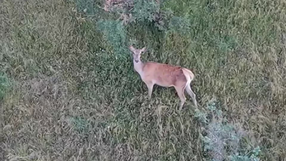 Bolu'nun derinliklerinde nadir anlar: Kızıl geyik dron kamerasına yakalandı görseli