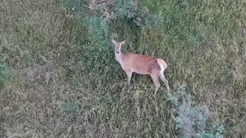 Bolu'nun derinliklerinde nadir anlar: Kızıl geyik dron kamerasına yakalandı