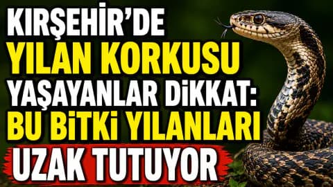 Yılan ve Fareleri Uzak Tutan Doğal Yöntem: Mor Çiçekli Bu Bitkiyi Deneyin