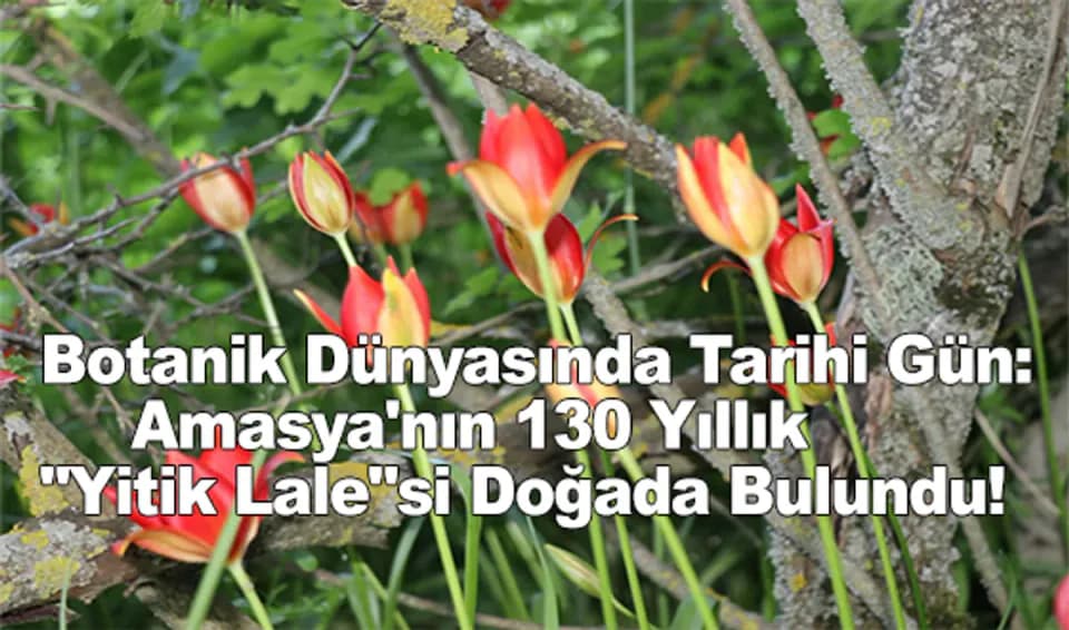 Amasya'da 130 Yıllık Sır Çözüldü: 'Yitik Lale' Yeniden Keşfedildi görseli