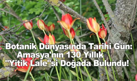 Amasya'da 130 Yıllık Sır Çözüldü: 'Yitik Lale' Yeniden Keşfedildi