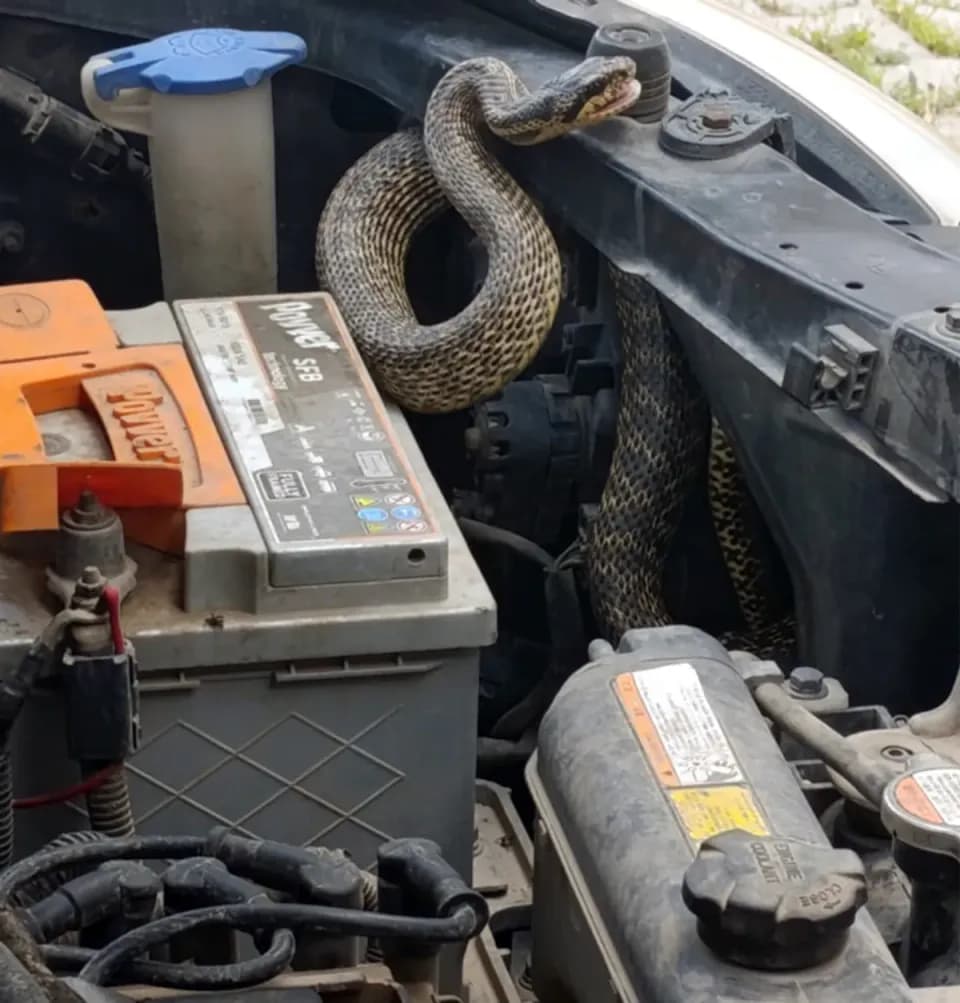 Sivas Gemerek'te Sıra Dışı Kurtarma: Otomobil Motoruna Yılan Girdi görseli