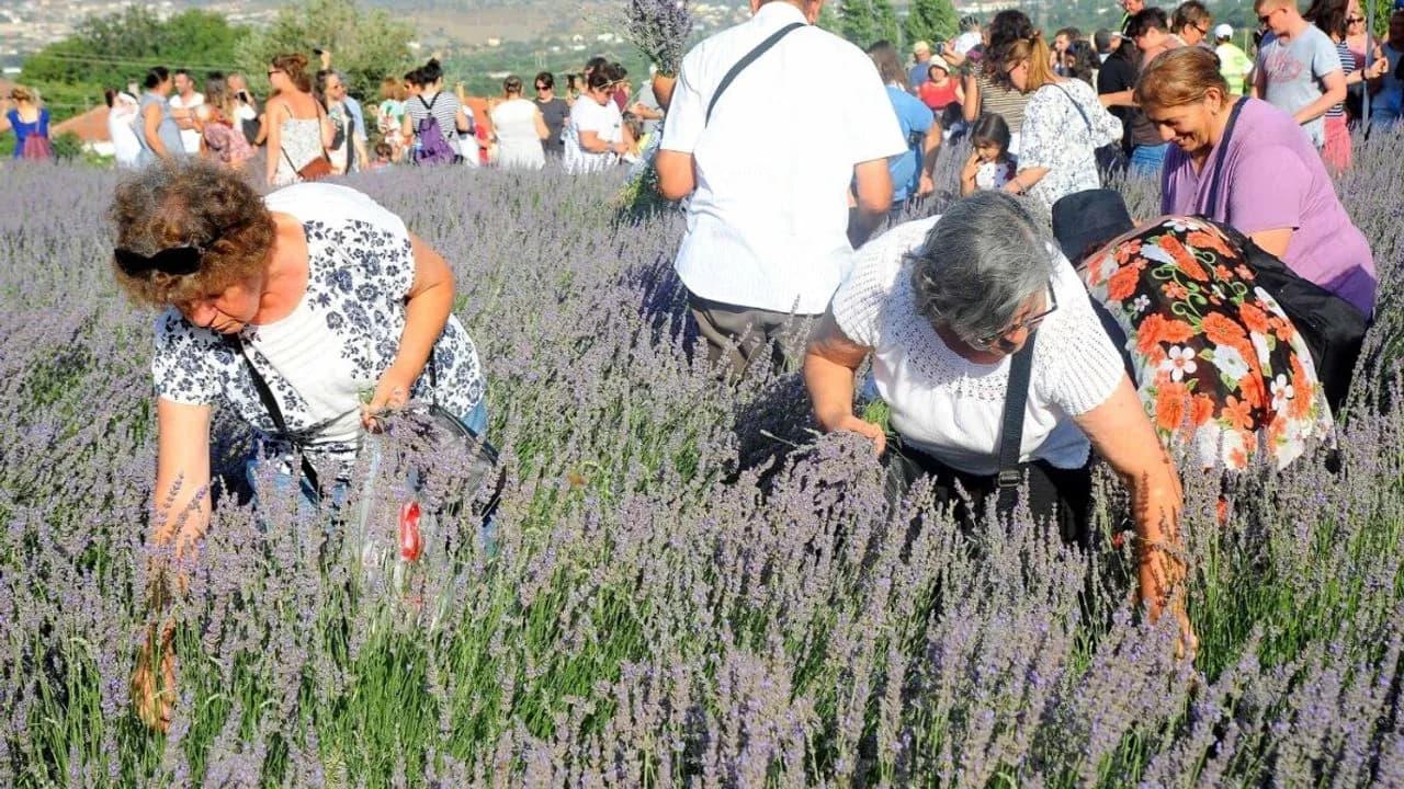 Seferihisar'da Lavanta Şenliği Heyecanı: Konser, Dans ve Ücretsiz Ulaşım Seferihisar'da Lavanta Şenliği Heyecanı: Konser, Dans ve Ücretsiz Ulaşım