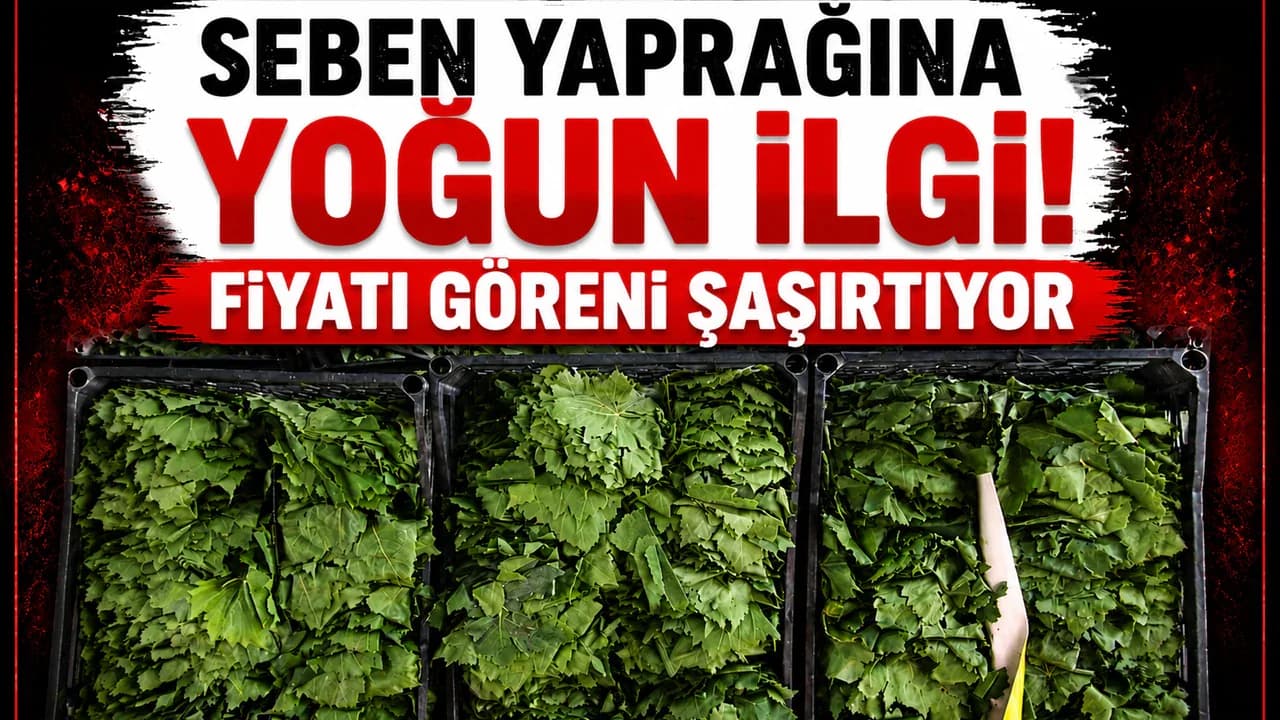 Bolu Seben Asma Yaprağı Neden Daha Pahalı? Fiyatlar 400 TL'ye Dayandı Bolu Seben Asma Yaprağı Neden Daha Pahalı? Fiyatlar 400 TL'ye Dayandı