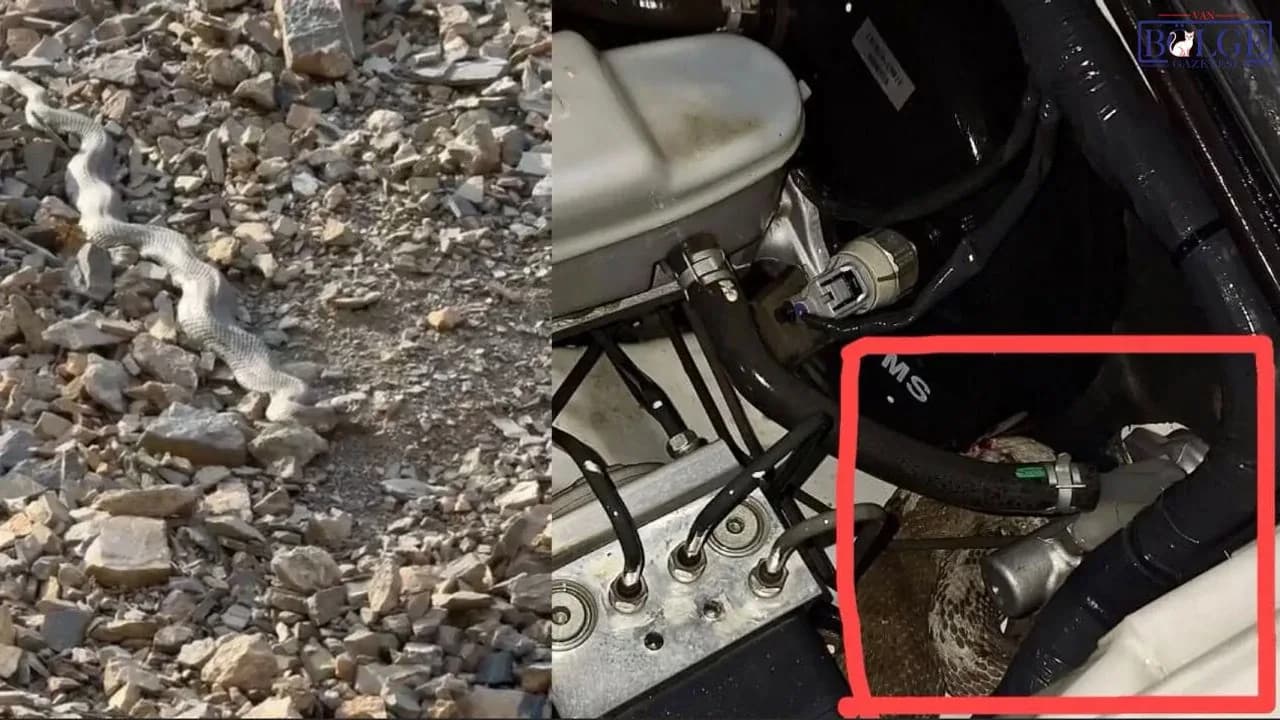 Hakkâri'de Servis Aracının Motoruna Yılan Girdi: Operasyonla Tahliye Edildi Hakkâri'de Servis Aracının Motoruna Yılan Girdi: Operasyonla Tahliye Edildi