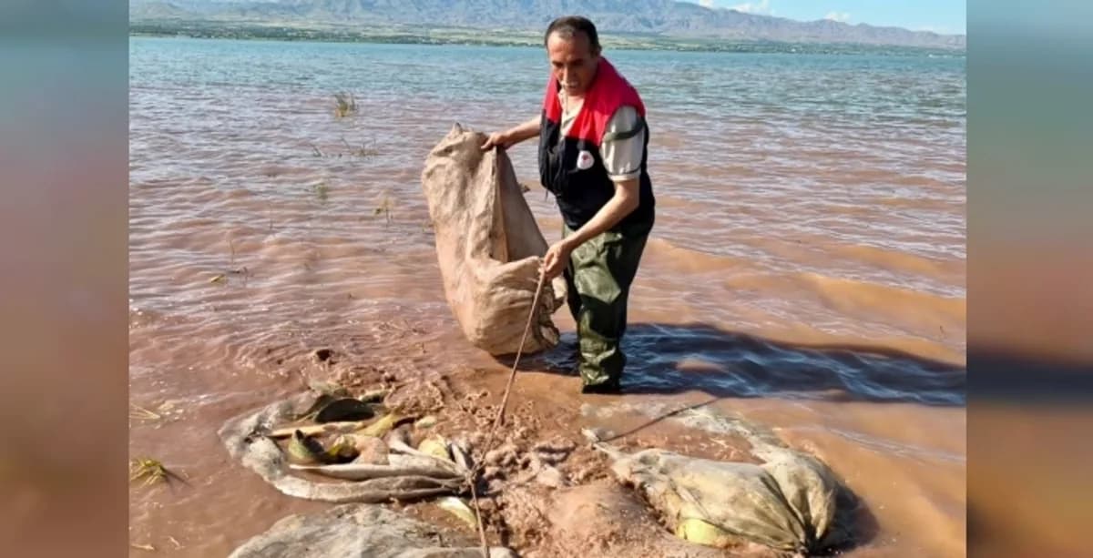 Elazığ Keban Barajı'nda 700 Kiloluk Sazan Balığı Doğaya Döndü Elazığ Keban Barajı'nda 700 Kiloluk Sazan Balığı Doğaya Döndü