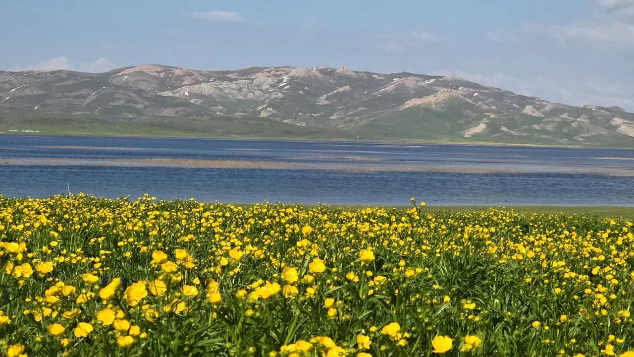 Van'da Urartu Mirası Keşiş Gölü, Haziran Ayında Sarı Çiçeklerle Göz Kamaştırıyor Van'da Urartu Mirası Keşiş Gölü, Haziran Ayında Sarı Çiçeklerle Göz Kamaştırıyor