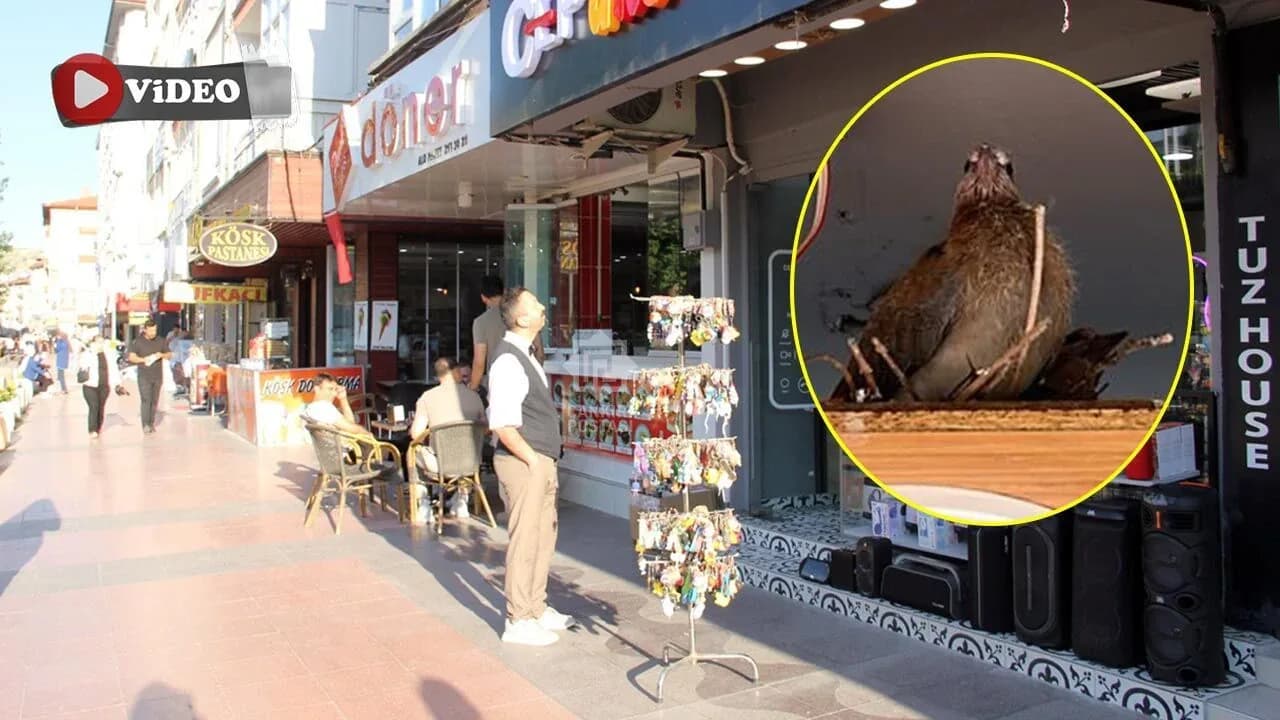 Çankırı'da Sıra Dışı Yuva: İş Yeri Tabelasına Yerleşen Kumrular İlgi Odağı Oldu Çankırı'da Sıra Dışı Yuva: İş Yeri Tabelasına Yerleşen Kumrular İlgi Odağı Oldu