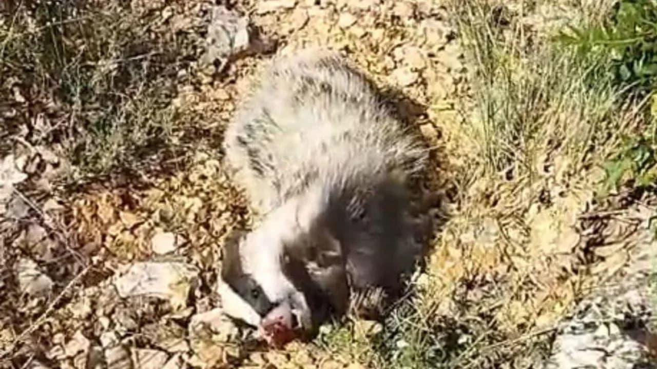 Malatya'da Nadir Görülen Bal Porsuğuyla Karşılaşma: O Anlar Kamerada Malatya'da Nadir Görülen Bal Porsuğuyla Karşılaşma: O Anlar Kamerada