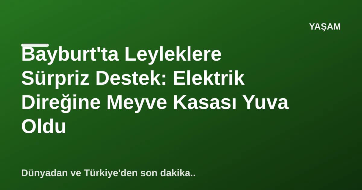 Bayburt'ta Leyleklere Sürpriz Destek: Elektrik Direğine Meyve Kasası Yuva Oldu Bayburt'ta Leyleklere Sürpriz Destek: Elektrik Direğine Meyve Kasası Yuva Oldu