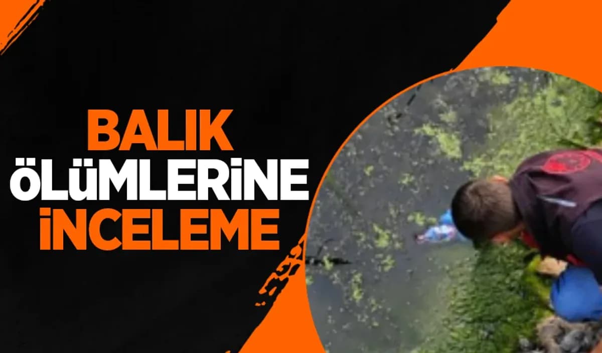 Acarlar Longozu'nda Toplu Balık Ölümleri: İnceleme Başlatıldı Acarlar Longozu'nda Toplu Balık Ölümleri: İnceleme Başlatıldı