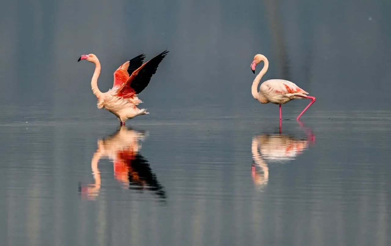 Yuncheng Tuz Gölü'nde Flamingo Sürüsü Gözlemlendi Yuncheng Tuz Gölü'nde Flamingo Sürüsü Gözlemlendi