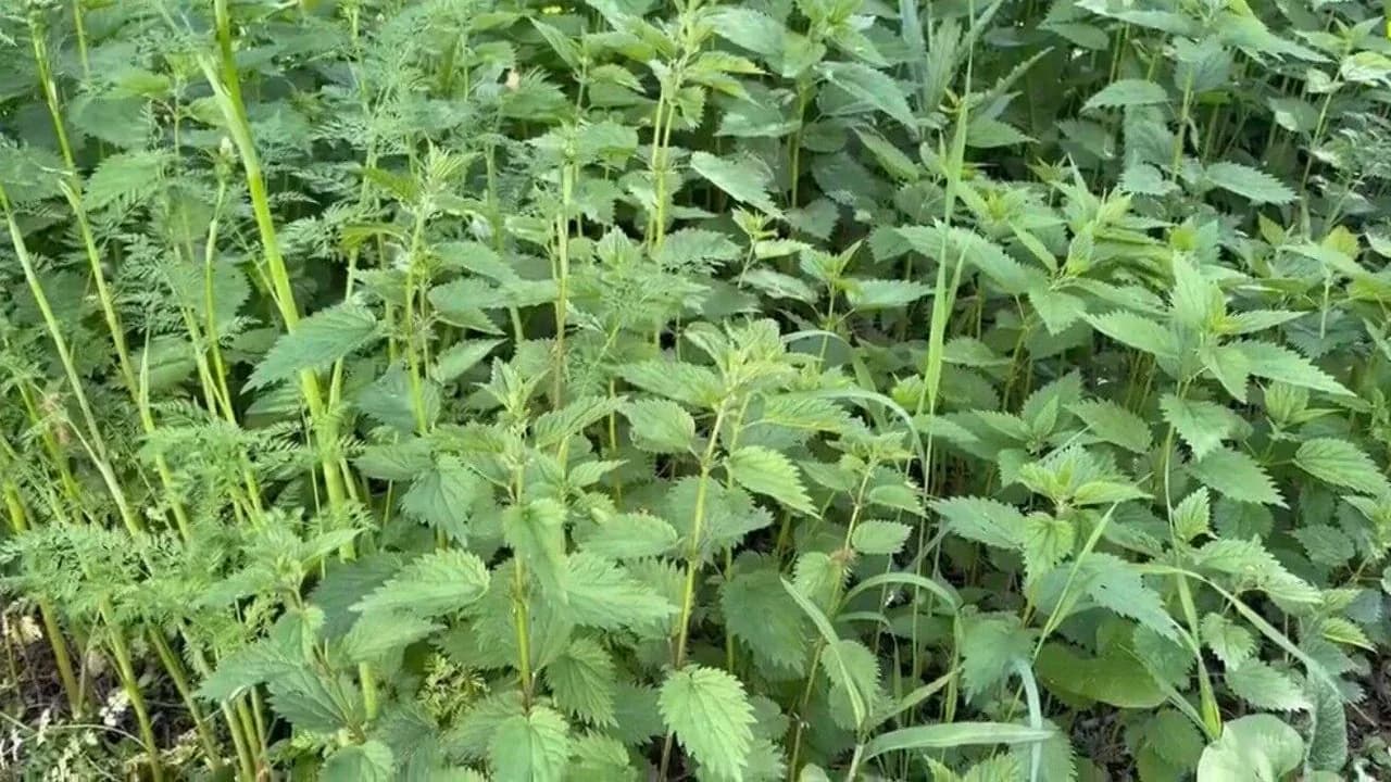 Ağrı'da Geleneksel Şifa Mesaisi: Yazılı Köyü'nde Isırgan Otu Hasadı Ağrı'da Geleneksel Şifa Mesaisi: Yazılı Köyü'nde Isırgan Otu Hasadı