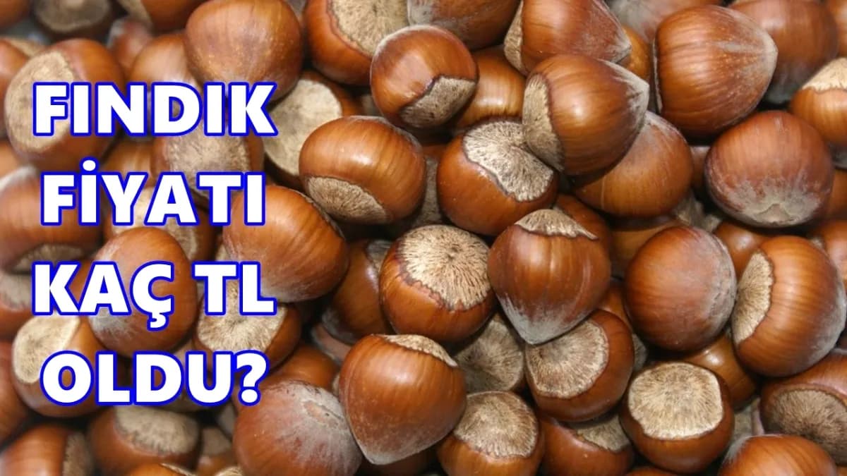 Ordu'da Fındık Piyasası Hareketlendi: 6 Mayıs 2026 Fiyat Analizi Ordu'da Fındık Piyasası Hareketlendi: 6 Mayıs 2026 Fiyat Analizi